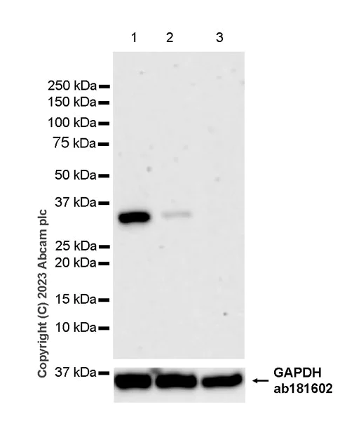 Western blot - Anti-Syntenin antibody [EPR28604-40] - BSA and Azide free (AB315343)