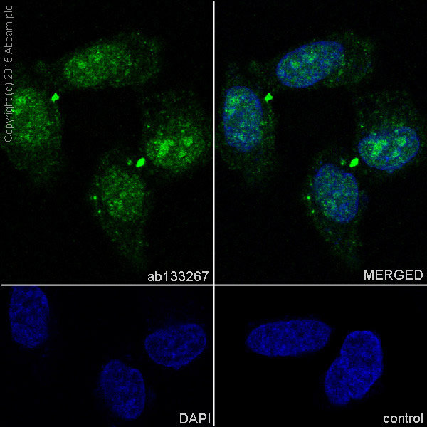 Immunocytochemistry/ Immunofluorescence - Anti-Syntenin antibody [EPR8102] (ab133267), expandable thumbnail