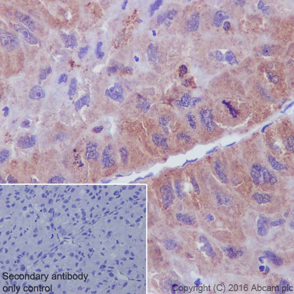 Immunohistochemistry (Formalin/PFA-fixed paraffin-embedded sections) - Anti-Syntenin antibody [EPR8102] (AB133267), expandable thumbnail