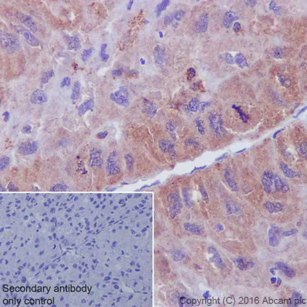 Immunohistochemistry (Formalin/PFA-fixed paraffin-embedded sections) - Anti-Syntenin antibody [EPR8102] (AB133267)