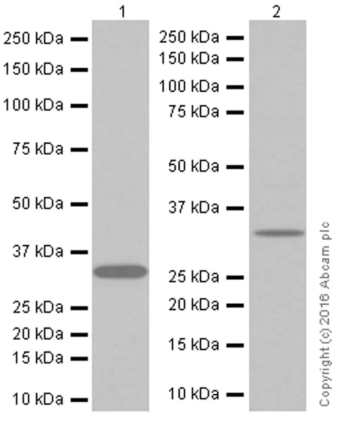 Western blot - Anti-Syntenin antibody [EPR8102] (AB133267)