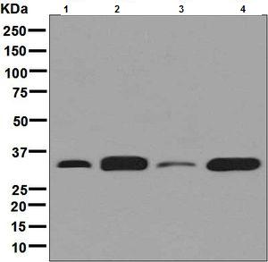 Western blot - Anti-Syntenin antibody [EPR8102] (ab133267), expandable thumbnail