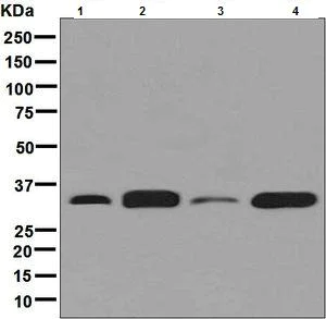 Western blot - Anti-Syntenin antibody [EPR8102] (AB133267)