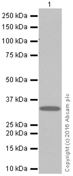 Western blot - Anti-Syntenin antibody [EPR8102] (AB133267), expandable thumbnail