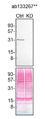 Western blot - Anti-Syntenin antibody [EPR8102] (AB133267)