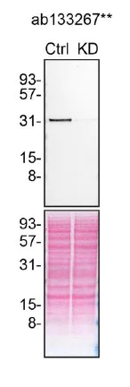 Western blot - Anti-Syntenin antibody [EPR8102] (AB133267)