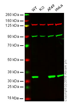 Western blot - Anti-Syntenin antibody [EPR8102] (AB133267), expandable thumbnail