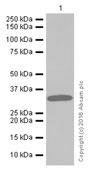 Western blot - Anti-Syntenin antibody [EPR8102] (ab133267), expandable thumbnail