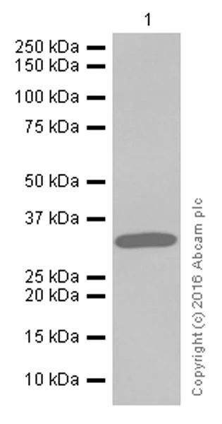 Western blot - Anti-Syntenin antibody [EPR8102] (AB133267)