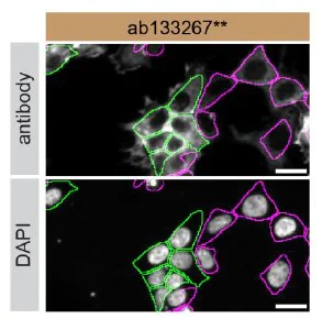 Immunocytochemistry/ Immunofluorescence - Anti-Syntenin antibody [EPR8102] - BSA and Azide free (AB236071)
