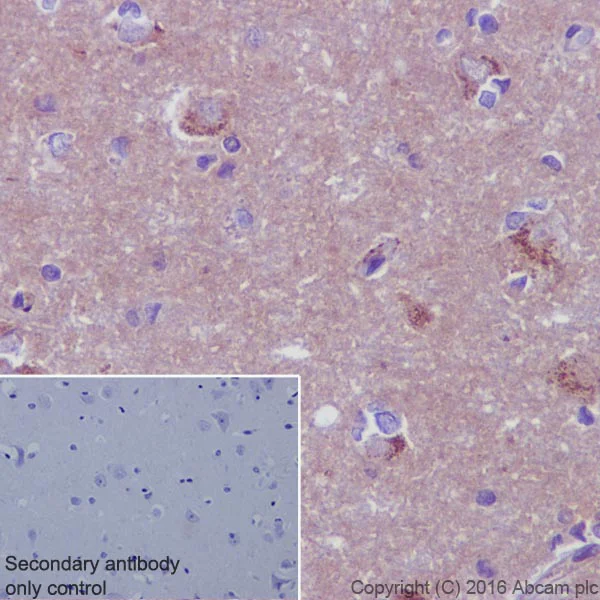 Immunohistochemistry (Formalin/PFA-fixed paraffin-embedded sections) - Anti-Syntenin antibody [EPR8102] - BSA and Azide free (AB236071)