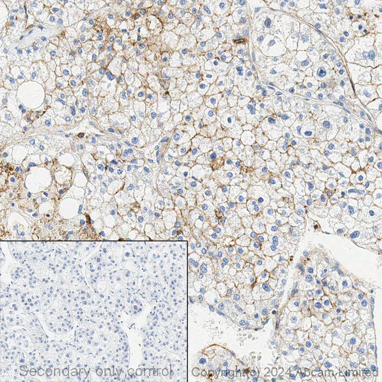 Immunohistochemistry (Formalin/PFA-fixed paraffin-embedded sections) - Anti-Syntenin antibody [EPR8102] - BSA and Azide free (AB236071)