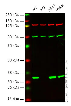 Western blot - Anti-Syntenin antibody [EPR8102] - BSA and Azide free (AB236071)