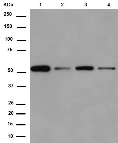 Western blot - Anti-Syntrophin alpha 1 antibody [EPR14828] (AB188873)