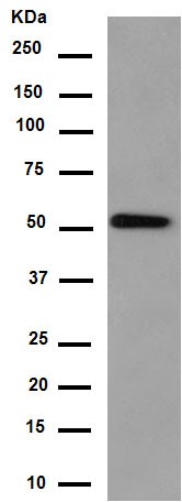 Western blot - Anti-Syntrophin alpha 1 antibody [EPR14828] (AB188873)