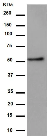 Western blot - Anti-Syntrophin alpha 1 antibody [EPR14828] (AB188873)