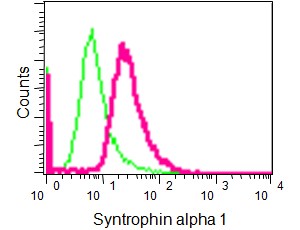 Flow Cytometry (Intracellular) - Anti-Syntrophin alpha 1 antibody [EPR14828] - BSA and Azide free (AB239008), expandable thumbnail