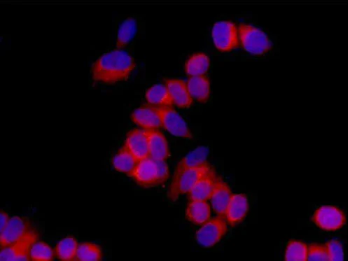 Immunocytochemistry/ Immunofluorescence - Anti-Syntrophin alpha 1 antibody [EPR14828] - BSA and Azide free (AB239008)
