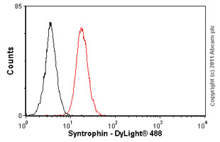 Anti-Syntrophin antibody [1351]