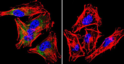 Immunocytochemistry/ Immunofluorescence - Anti-Syntrophin antibody [1351] (AB11425)