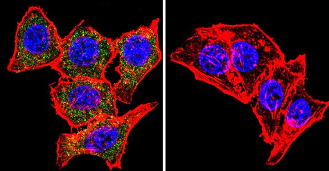 Immunocytochemistry/ Immunofluorescence - Anti-Syntrophin antibody [1351] (AB11425)