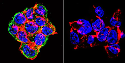 Immunocytochemistry/ Immunofluorescence - Anti-Syntrophin antibody [1351] (AB11425)