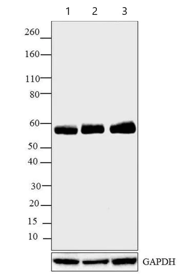 Western blot - Anti-Syntrophin antibody [1351] (AB11425)