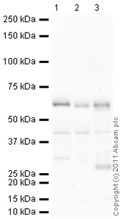 Western blot - Anti-Syntrophin antibody [1351] (AB11425)