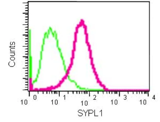 Flow Cytometry (Intracellular) - Anti-SYPL1 antibody [EPR14317] (AB184176)