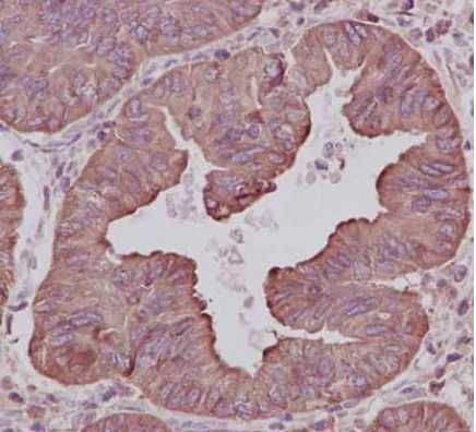 Immunohistochemistry (Formalin/PFA-fixed paraffin-embedded sections) - Anti-SYPL1 antibody [EPR14317] - BSA and Azide free (AB250732)
