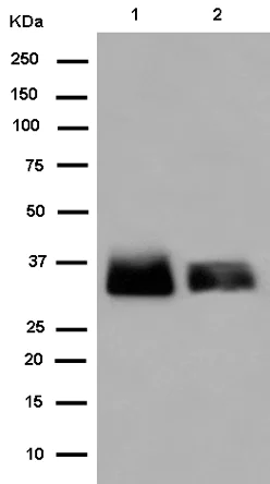 Western blot - Anti-SYPL1 antibody [EPR14317] - BSA and Azide free (AB250732)