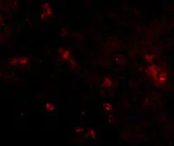Immunocytochemistry/ Immunofluorescence - Anti-SYPL2 antibody (AB106438)