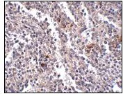 Immunohistochemistry (Formalin/PFA-fixed paraffin-embedded sections) - Anti-SYPL2 antibody (AB106438)