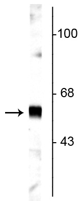 Western blot - Anti-SYT1 antibody (AB254104), expandable thumbnail