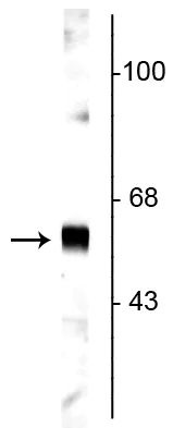 Western blot - Anti-SYT1 antibody (AB254104)
