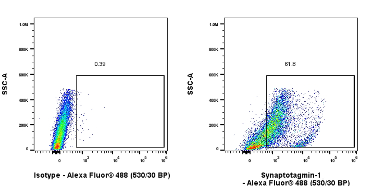 Flow Cytometry (Intracellular) - Anti-SYT1 antibody [EPR24488-129] (AB302627), expandable thumbnail