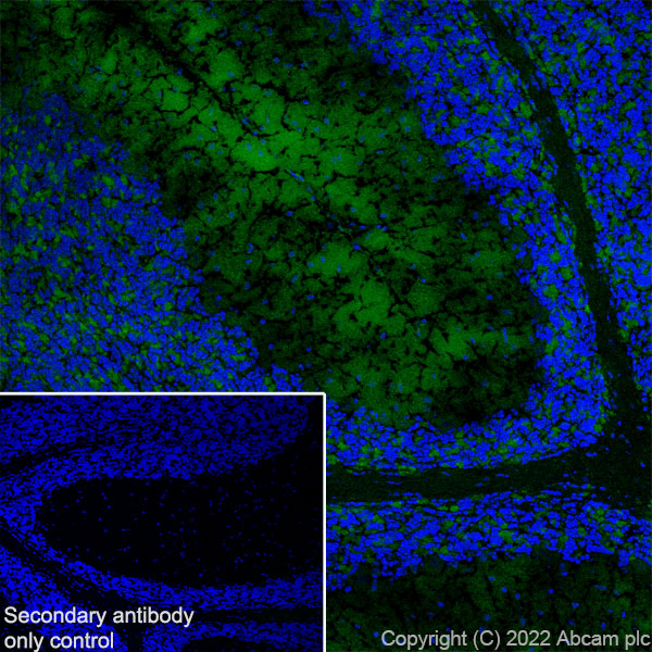 Immunohistochemistry (Frozen sections) - Anti-SYT1 antibody [EPR24488-129] (AB302627), expandable thumbnail