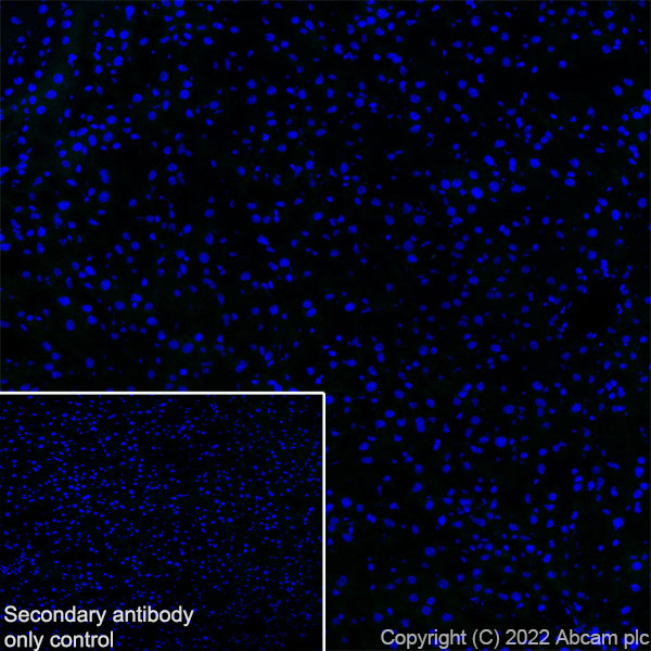 Immunohistochemistry (Frozen sections) - Anti-SYT1 antibody [EPR24488-129] (AB302627), expandable thumbnail