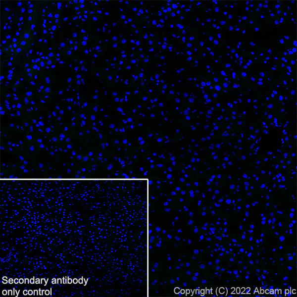Immunohistochemistry (Frozen sections) - Anti-SYT1 antibody [EPR24488-129] (AB302627)