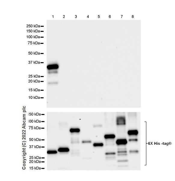 Western blot - Anti-SYT1 antibody [EPR24488-129] (ab302627), expandable thumbnail