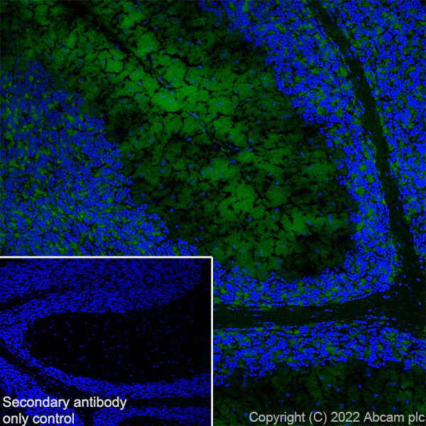 Immunohistochemistry (Frozen sections) - Anti-SYT1 antibody [EPR24488-129] (BSA and Azide free) (AB302628)