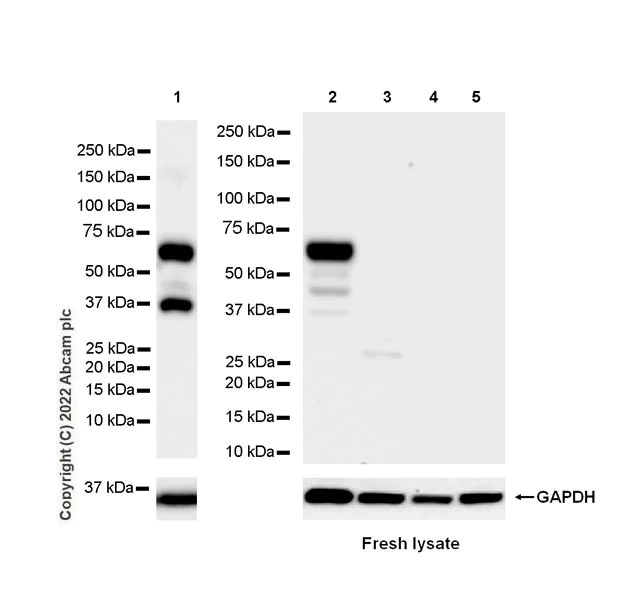 Western blot - Anti-SYT1 antibody [EPR24488-129] (BSA and Azide free) (AB302628)