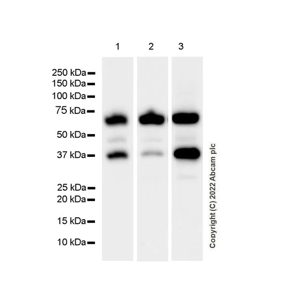 Western blot - Anti-SYT1 antibody [EPR24488-129] (BSA and Azide free) (AB302628)