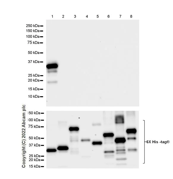 Western blot - Anti-SYT1 antibody [EPR24488-129] (BSA and Azide free) (AB302628)