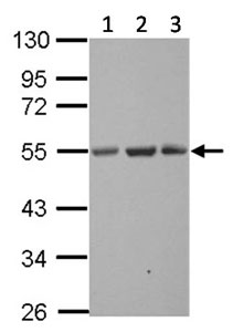 Western blot - Anti-SYT13 antibody (AB154695), expandable thumbnail