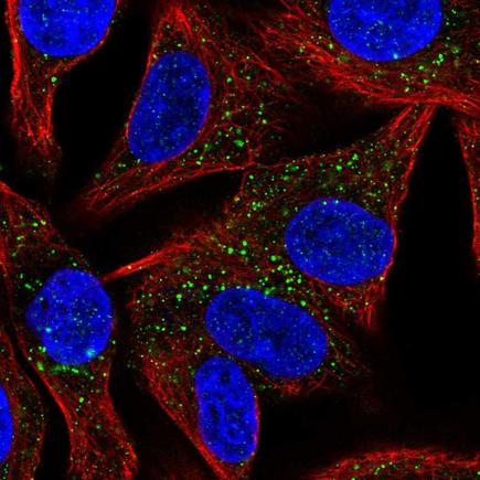 Immunocytochemistry/ Immunofluorescence - Anti-SYT13 antibody (AB220851), expandable thumbnail