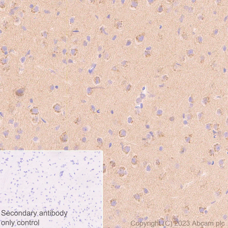 Immunohistochemistry (Formalin/PFA-fixed paraffin-embedded sections) - Anti-SYT13 antibody [EPR26923-67] (AB313329)