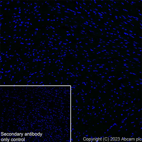 Immunohistochemistry (Frozen sections) - Anti-SYT13 antibody [EPR26923-67] (AB313329)