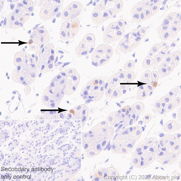 Immunohistochemistry (Formalin/PFA-fixed paraffin-embedded sections) - Anti-SYT13 antibody [EPR26923-67] - BSA and Azide free (AB313330)