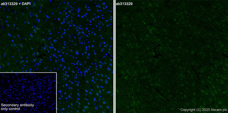 Immunohistochemistry (Frozen sections) - Anti-SYT13 antibody [EPR26923-67] - BSA and Azide free (AB313330)